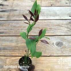 Citrus - Lemon Lisbon -Plant Sale Store apo lemon lisbon tubestock new leaf colour