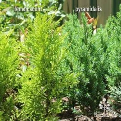 Cupressus Lemon Scent - Lemon Cypress 18 Cupressus Lemon Scent - Lemon Cypress -Plant Sale Store apo lemon scent pyramidalis compare 1