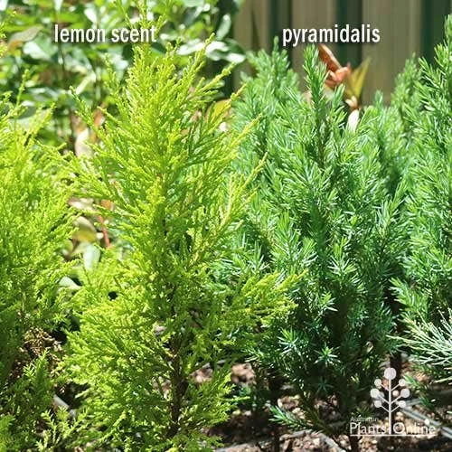 Cupressus Lemon Scent - Lemon Cypress 10 Cupressus Lemon Scent - Lemon Cypress - Image 8