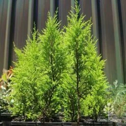 Cupressus Lemon Scent - Lemon Cypress 15 Cupressus Lemon Scent - Lemon Cypress -Plant Sale Store apo lemon scent small trees