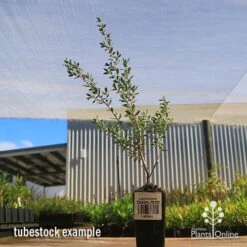 Leptospermum Seclusion - Tea Tree -Plant Sale Store apo leptospermum seclusion tubestock