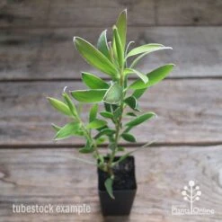 Leucadendron Gold Strike -Plant Sale Store apo leucadendron gold strike tubestock2