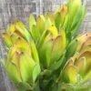 Leucadendron Gold Strike 2 Leucadendron Gold Strike -Plant Sale Store apo leucadendron goldstrike flowers