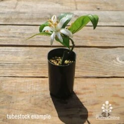 Citrus - Lemon Lisbon -Plant Sale Store apo lisbon small tubestock