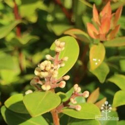 Metrosideros Little Ewan - Dwarf NZ Christmas Bush 29 Metrosideros Little Ewan - Dwarf NZ Christmas Bush -Plant Sale Store apo little ewan buds new leaf