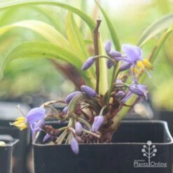 Dianella Little Jess -Plant Sale Store apo little jess flower closeup