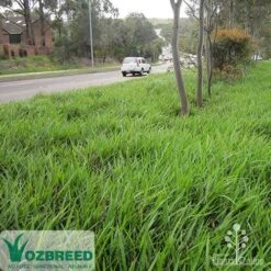 Dianella Little Jess -Plant Sale Store apo little jess median ozbreed