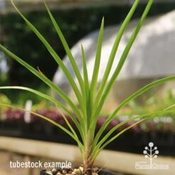 Lomandra Little Pal -Plant Sale Store apo little pal tubestock close