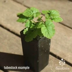 Loganberry -Plant Sale Store apo loganberry tubestock