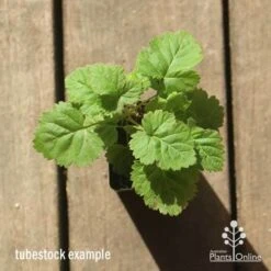 Loganberry -Plant Sale Store apo loganberry tubestock top