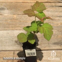 Loganberry -Plant Sale Store apo loganberry tubestock top 1