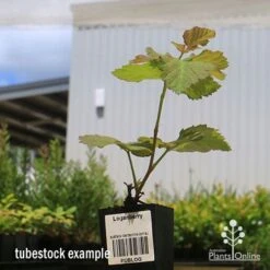 Loganberry -Plant Sale Store apo loganberry tubestock 1
