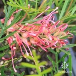 Grevillea Lollypops 17 Grevillea Lollypops -Plant Sale Store apo lollypops grevillea