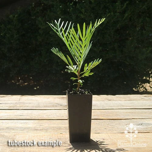 Grevillea Lollypops 5 Grevillea Lollypops - Image 3