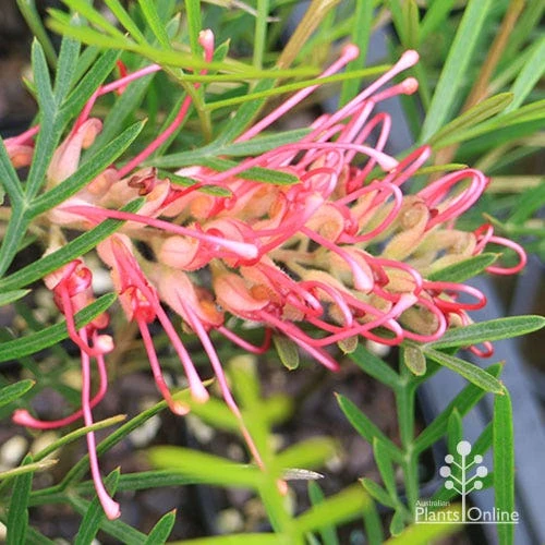 Grevillea Lollypops 9 Grevillea Lollypops - Image 7