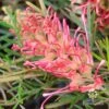 Grevillea Lollypops 1 Grevillea Lollypops -Plant Sale Store apo lollypops pink