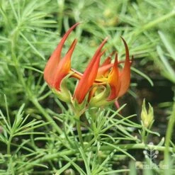 Lotus Red Flash - Parrot's Beak 15 Lotus Red Flash - Parrot's Beak -Plant Sale Store apo lotus