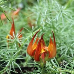Lotus Red Flash - Parrot's Beak 17 Lotus Red Flash - Parrot's Beak -Plant Sale Store apo lotus flower