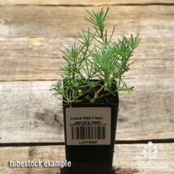 Lotus Red Flash - Parrot's Beak 12 Lotus Red Flash - Parrot's Beak -Plant Sale Store apo lotus tubestock top