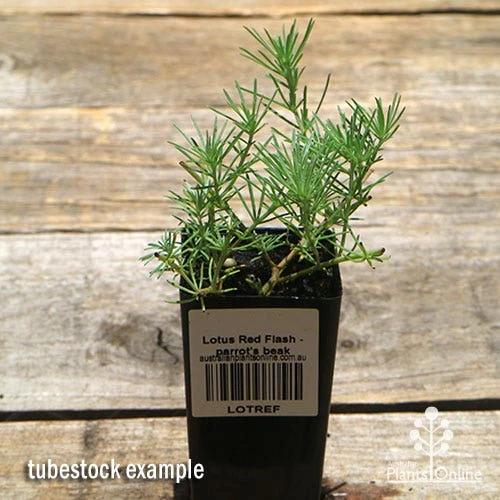 Lotus Red Flash - Parrot's Beak 5 Lotus Red Flash - Parrot's Beak - Image 3