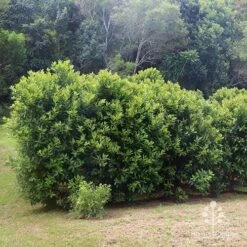 Tristaniopsis Luscious - Water Gum -Plant Sale Store apo luscious hedcge