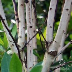 Tristaniopsis Luscious - Water Gum -Plant Sale Store apo luscious trunks