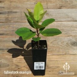 Tristaniopsis Luscious - Water Gum -Plant Sale Store apo luscious tubestock