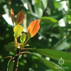 Tristaniopsis Luscious - Water Gum -Plant Sale Store apo luscious winter leaf backlit