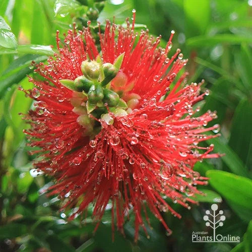 Callistemon Macarthur 15 Callistemon Macarthur - Image 13