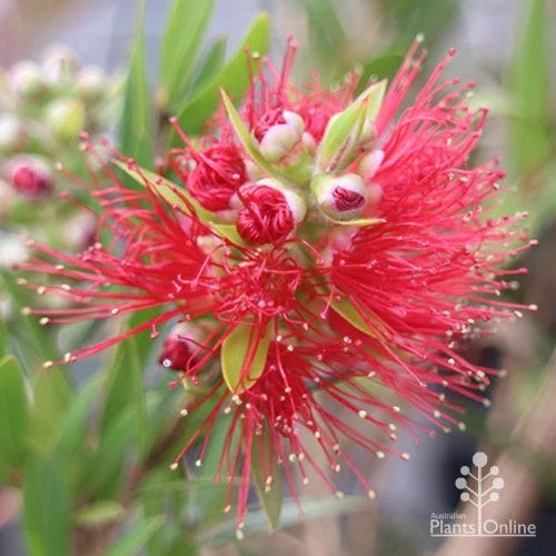 Callistemon Macarthur 13 Callistemon Macarthur - Image 11