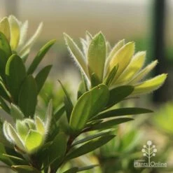 Callistemon Macarthur 19 Callistemon Macarthur -Plant Sale Store apo macarthur fluffy new leaf