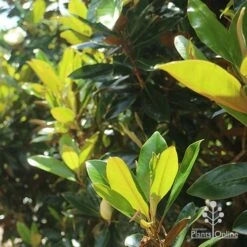 Magnolia Little Gem -Plant Sale Store apo magnolia little gem backlit