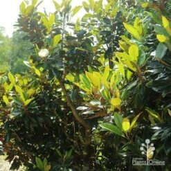 Magnolia Little Gem -Plant Sale Store apo magnolia little gem spring leaves