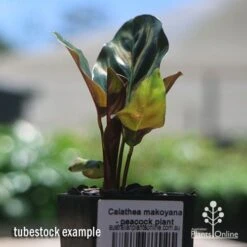 Calathea Makoyana - Peacock Plant -Plant Sale Store apo makoyana tubestock