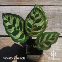 Calathea Makoyana - Peacock Plant -Plant Sale Store apo makoyana tubestock top