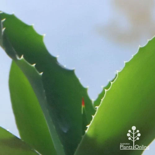 Mangave Falling Waters - Succulent 5 Mangave Falling Waters - Succulent - Image 3