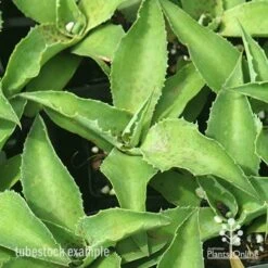 Mangave Falling Waters - Succulent 11 Mangave Falling Waters - Succulent -Plant Sale Store apo mangave falling waters tubestock