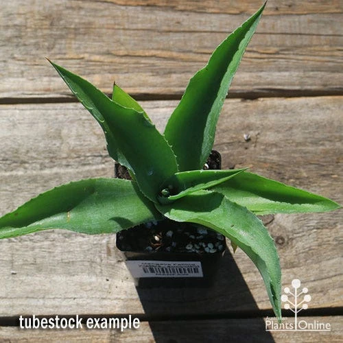 Mangave Falling Waters - Succulent 6 Mangave Falling Waters - Succulent - Image 4