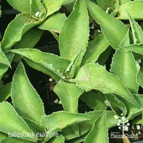 Mangave Falling Waters - Succulent 7 Mangave Falling Waters - Succulent - Image 5