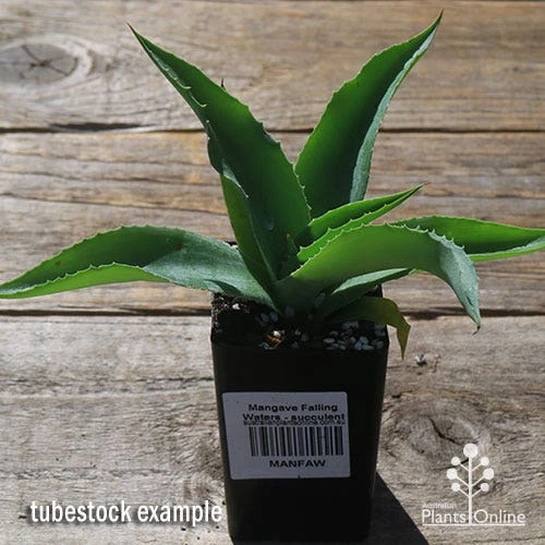 Mangave Falling Waters - Succulent 4 Mangave Falling Waters - Succulent - Image 2