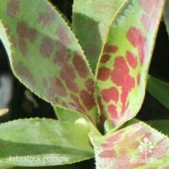 Mangave Mission To Mars - Succulent 12 Mangave Mission To Mars - Succulent -Plant Sale Store apo mangave mission to mars pattern