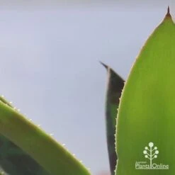 Mangave Mission To Mars - Succulent 15 Mangave Mission To Mars - Succulent -Plant Sale Store apo mangave mission to mars teeth