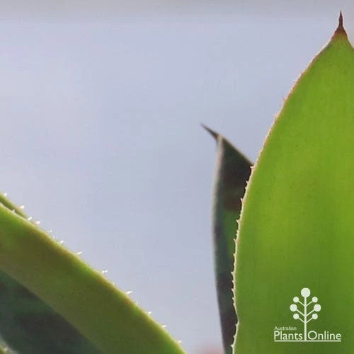 Mangave Mission To Mars - Succulent 9 Mangave Mission To Mars - Succulent - Image 7