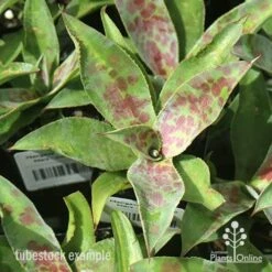 Mangave Mission To Mars - Succulent 13 Mangave Mission To Mars - Succulent -Plant Sale Store apo mangave mission to mars tubestock