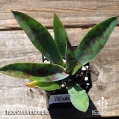 Mangave Mission To Mars - Succulent 11 Mangave Mission To Mars - Succulent -Plant Sale Store apo mangave mission to mars tubestock top