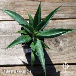 Mangave Pineapple Express - Succulent 10 Mangave Pineapple Express - Succulent -Plant Sale Store apo mangave pineapple express tubestock top