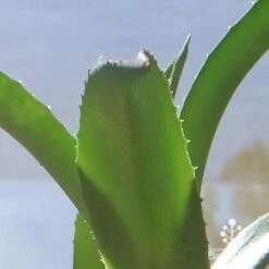 Mangave Red Wing - Succulent 13 Mangave Red Wing - Succulent -Plant Sale Store apo mangave red wing teeth