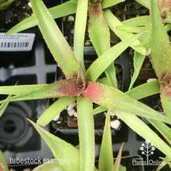 Mangave Red Wing - Succulent 10 Mangave Red Wing - Succulent -Plant Sale Store apo mangave red wing tubestock