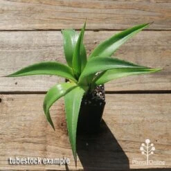 Mangave Red Wing - Succulent 12 Mangave Red Wing - Succulent -Plant Sale Store apo mangave red wing tubestock top