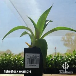 Mangave Red Wing - Succulent 11 Mangave Red Wing - Succulent -Plant Sale Store apo mangave red wing tubestock 1